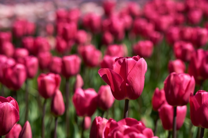 Field of Red Tulips in Bloom