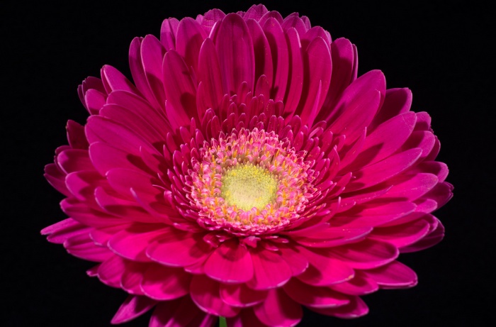 Pink Gerbera Daisy