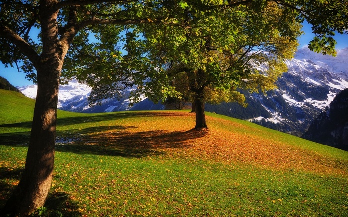 Autumn trees on a grassy hill with snow-capped mountains