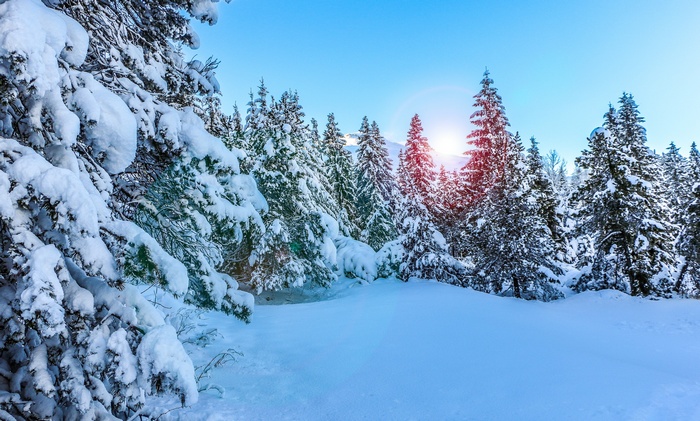 Snow-covered pine trees on a sunny winter day
