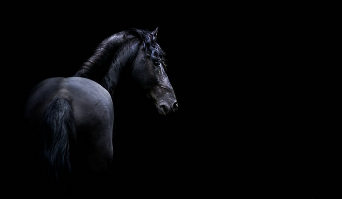 Black Horse in Darkness 4K