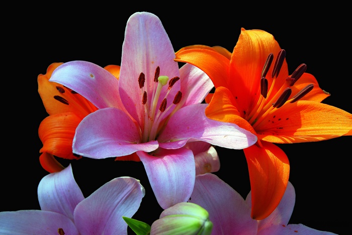 Pink and Orange Lily Flowers 4K