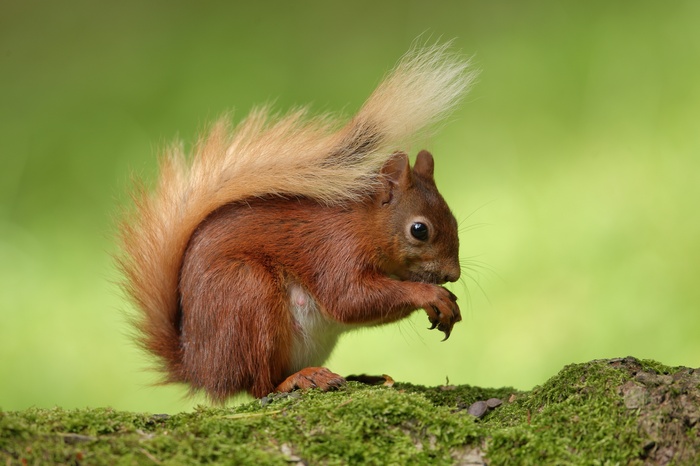 Red squirrel eating on a mossy branch