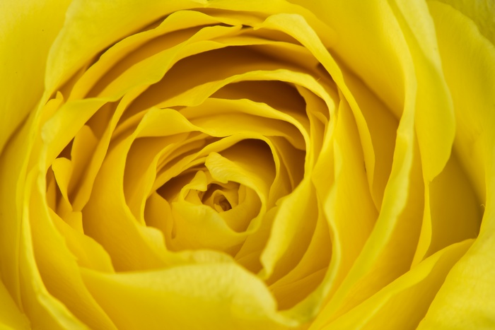 Close up of a yellow rose