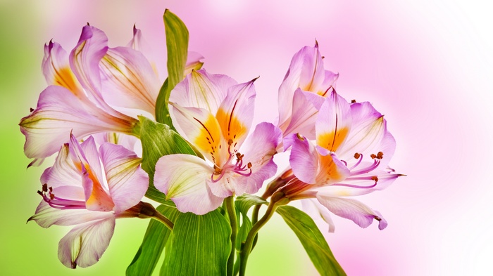 Pink Alstroemeria Flowers 4K