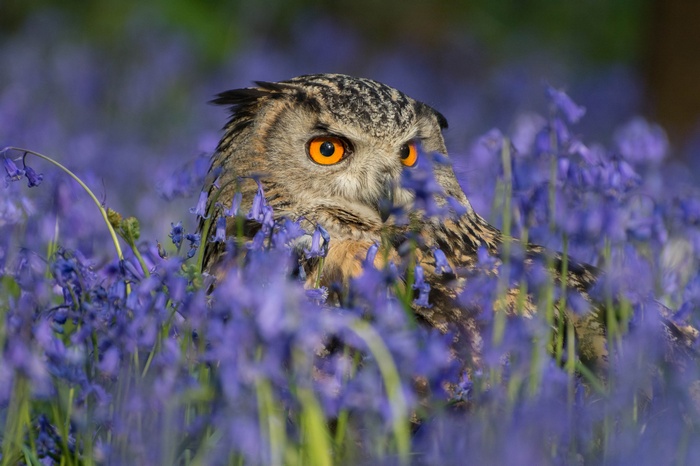 Eurasian Eagle Owl in Bluebells
