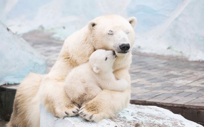 Polar bears and cub in 4K