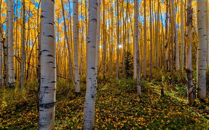 Aspen forest in autumn with sunbeams
