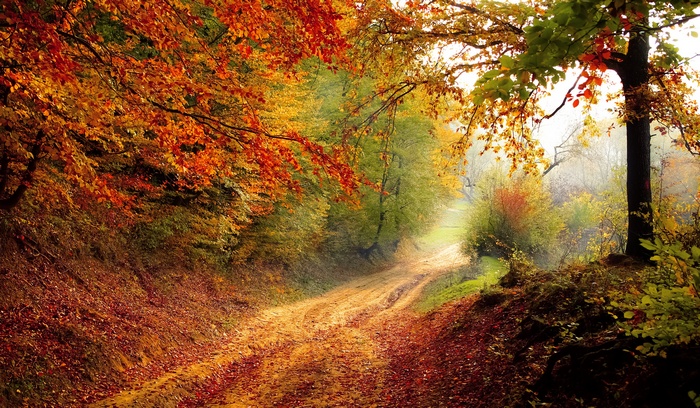Fooliage, Pathway, Autumn, Forest