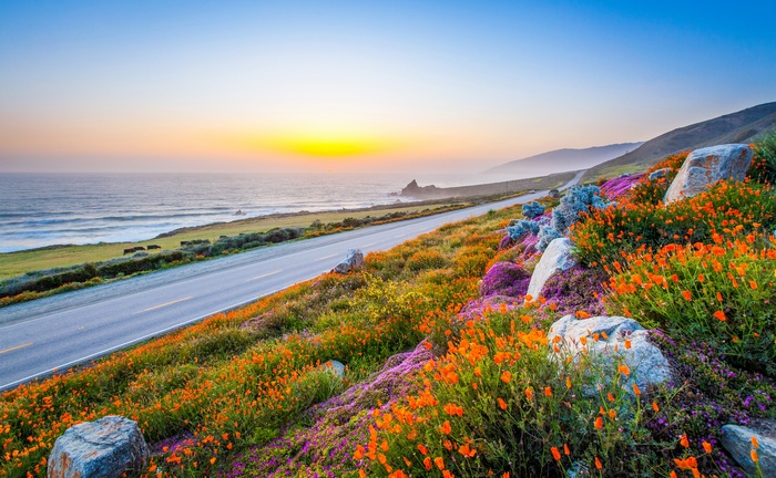 Coastal Highway at Sunrise with Wildflowers