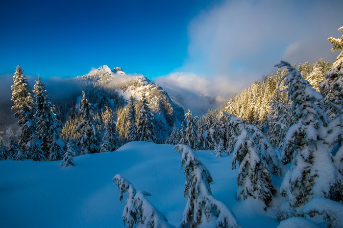 Snow-covered forest and mountains in Canada