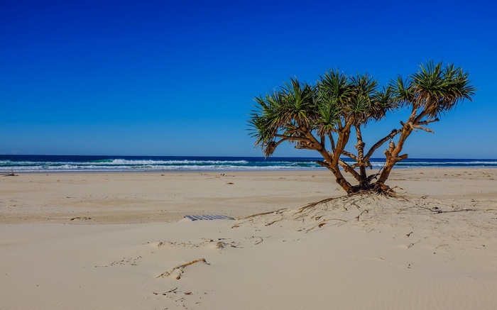 Pandanus tree on a sandy beach with ocean waves