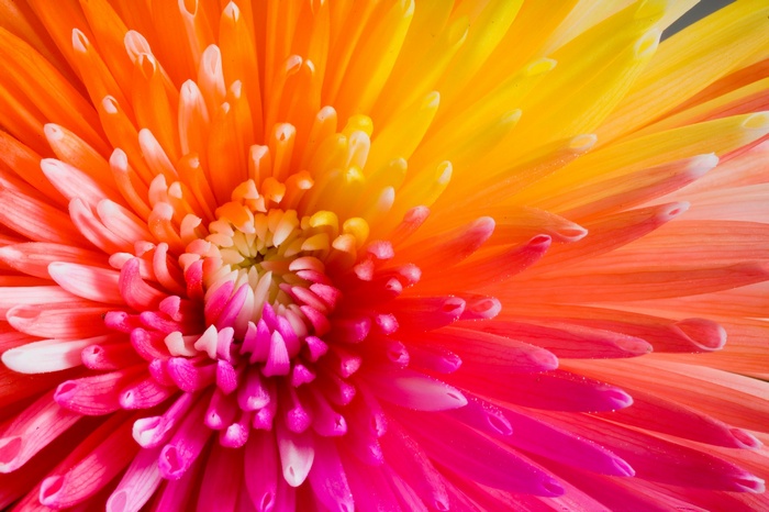 Close-up of a colorful chrysanthemum flower
