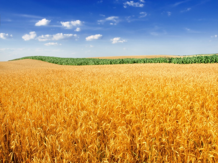Wheat field and cornfield under blue sky