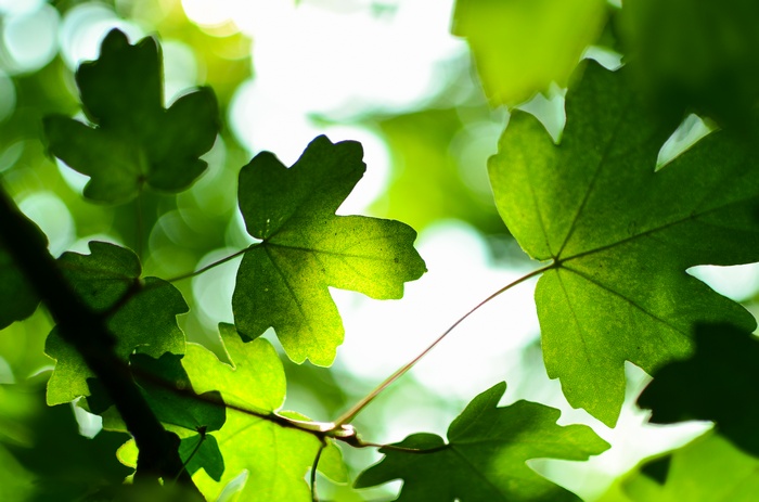 Green leaves in sunlight, 4K