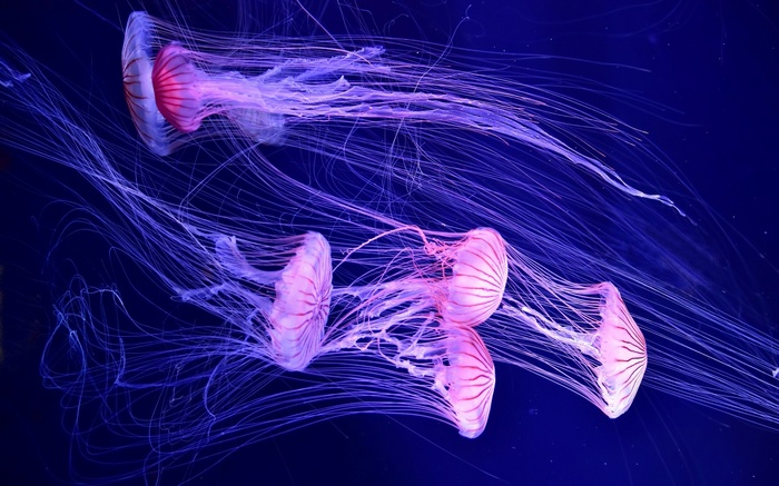 Several bioluminescent jellyfish with long tentacles in dark blue water