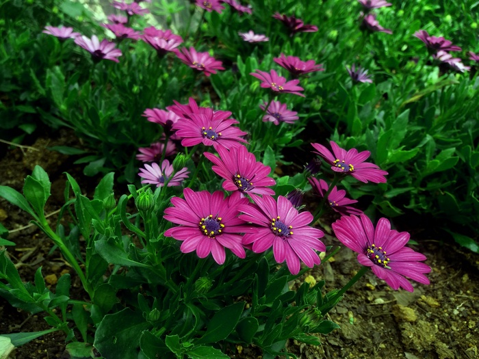 Pink Daisy Flowers in Bloom