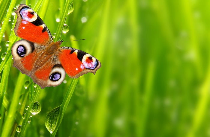 Peacock Butterfly on Grass with Dew Drops 4K