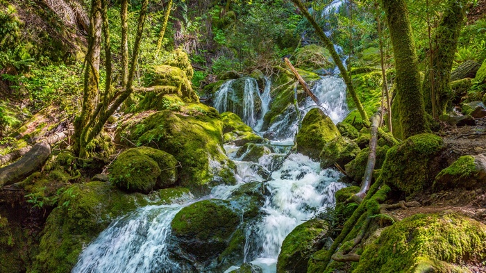 Mossy rocks and a waterfall in a forest