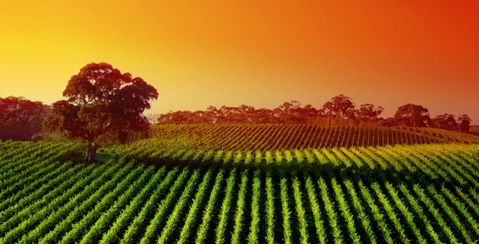 Vineyard at Sunset Landscape 4K