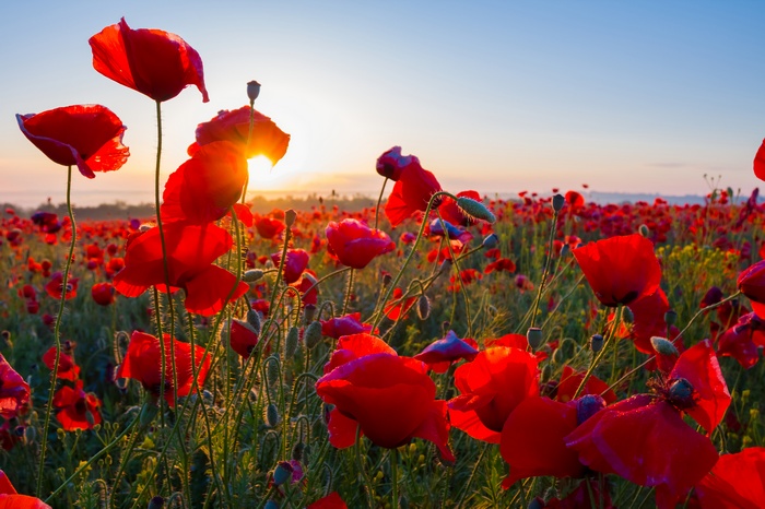 Blossom, Morning, Sunrise, Poppy field