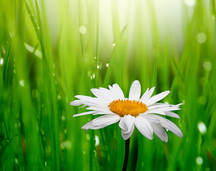 Daisy with Droplets on Green Grass 4K
