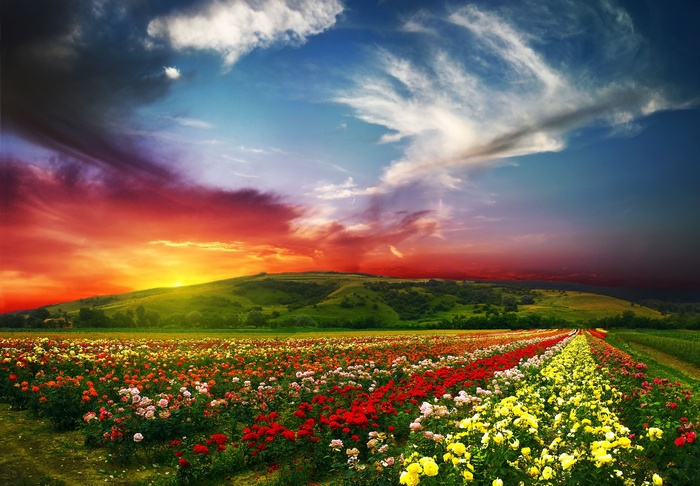 Sunset, Blossom, 5K, Flowers, Landscape, Scenery