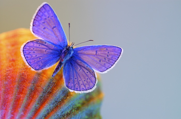 Blue butterfly on a colorful surface
