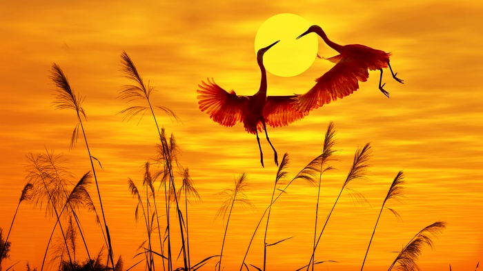 Two egrets flying at sunset with reeds