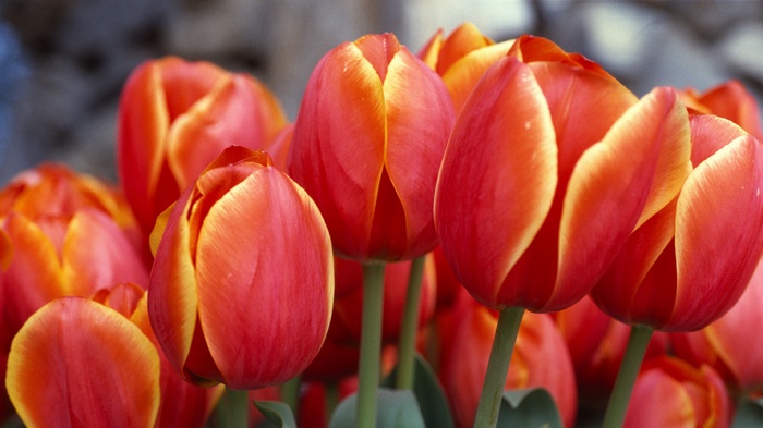 Close-up of red and yellow tulips