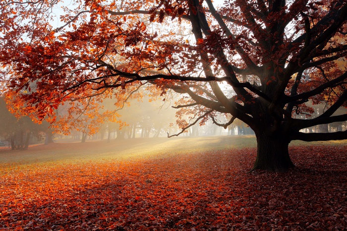 Autumn park with foggy atmosphere and fallen leaves