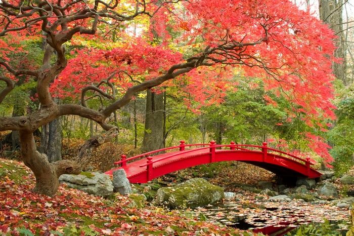 Japanese Garden with Red Bridge and Maple Trees in Autumn