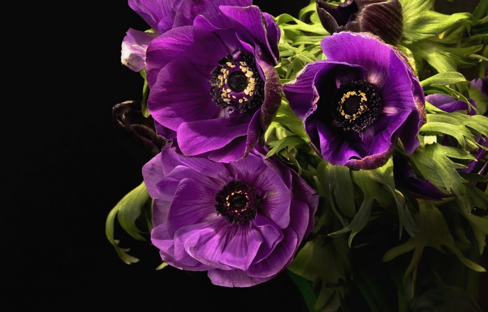 Anemone, Bloom, Purple, Violet