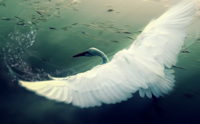 White swan flying over dark water