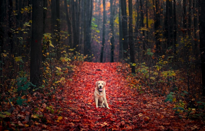 Labrador Retriever sitting on a path covered in autumn leaves