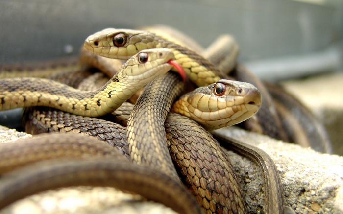 Closeup of a group of garter snakes