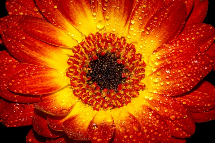 Close-up of a wet orange and yellow gerbera daisy