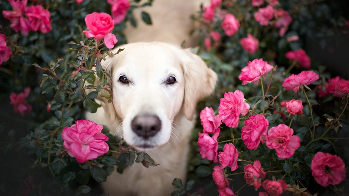 Golden Retriever Dog Among Pink Roses