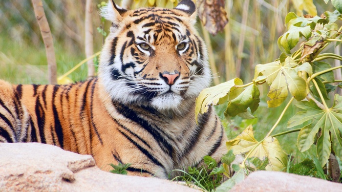 Sumatran tiger lying down in foliage
