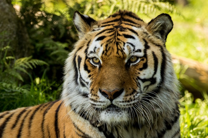 Siberian Tiger at Dartmoor Zoo