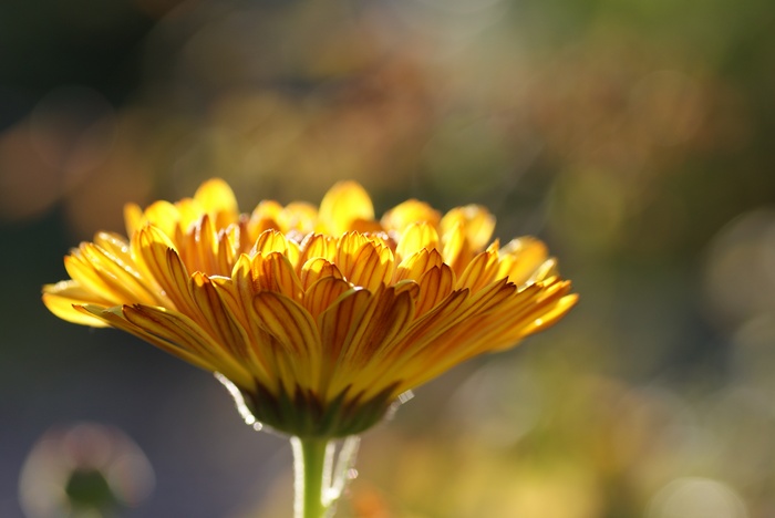 Yellow flower with sunlit petals