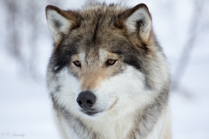 Close-up of a wolf in the snow