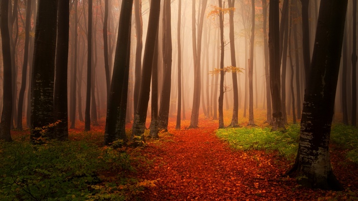 Autumn forest path with fog