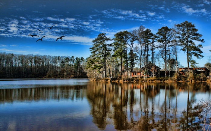 Birds flying over a lake with trees and buildings