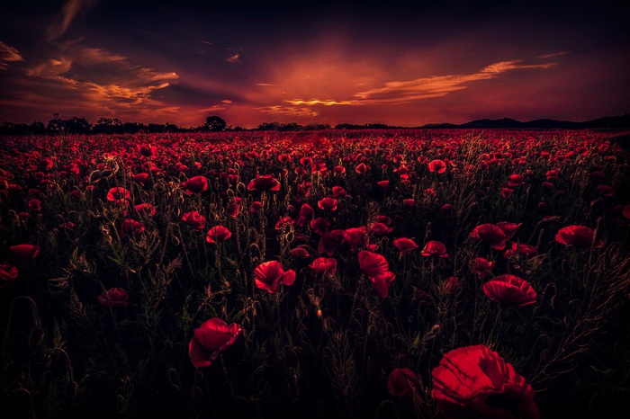 Field of Red Poppies at Sunset 4K