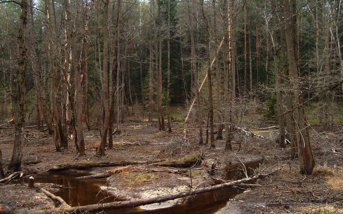 A forest with a small stream and fallen trees