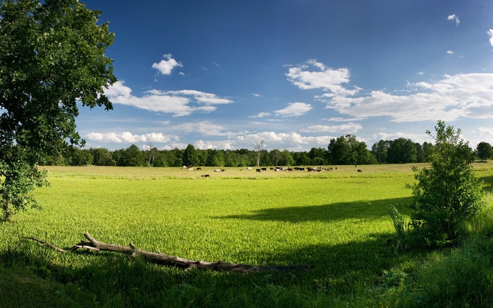 Cows grazing in a green field under a blue sky