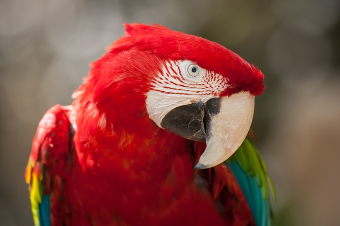 Red Green Macaw Parrot 4K