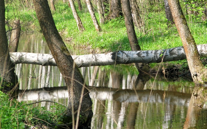 Fallen tree across a stream in a forest