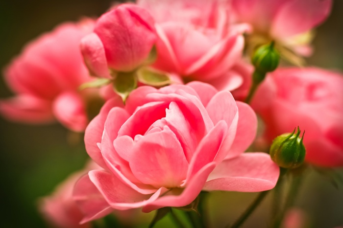 4K Macro Pink Roses in Garden